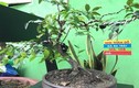 "Phát sốt" bonsai nho thân gỗ mini siêu độc chơi Tết