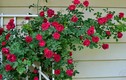 Cách trồng hồng leo cho hoa đẹp đón Tết