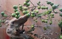 Ngắm ổi bonsai dáng thế siêu đẹp chơi Tết 2018