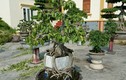 Mỏi mắt ngắm bonsai có rễ cây cực nghệ thuật