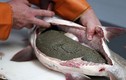 Quy trình sản xuất tỉ mỉ khó tin trứng cá caviar đắt nhất thế giới