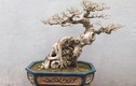 Khô như củi, bonsai không lá độc dị vẫn đẹp hút hồn