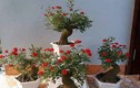 Hồng bonsai đắp rêu gây sốt thị trường hoa Tết 2018