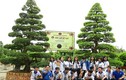 Hai cây me cổ nhất Việt Nam giá 6 tỷ, chủ vẫn chưa bán