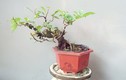 Mê mẩn sung bonsai mini đẹp say lòng
