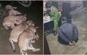 Bắt nhóm trộm chó sử dụng chất kịch độc Cyanua giết hại gần 1 tạ chó