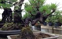 Mê mẩn loạt bonsai thông đen đẹp ngây ngất