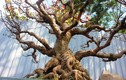 Mai bonsai cổ thụ bạc triệu ùn ùn xuống phố tìm đại gia dịp Tết 