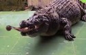 Phát hoảng xem nuôi cá sấu khổng lồ như thú cưng trong nhà 