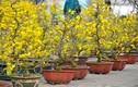 Mai vàng miền Nam bán sớm ở chợ hoa Tết Hà Nội