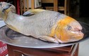 Những loại cá "khủng" đại gia Việt săn lùng dịp Tết