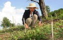 Thăm xứ sở sâm dây giúp nông dân Kon Tum làm giàu