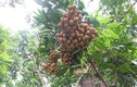 Loạt hoa quả trái vụ giúp nông dân Việt hốt bạc triệu