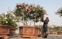 Quà 8/3: Hoa hồng “khủng” của cô gái 9X, giá trăm triệu đắt khách