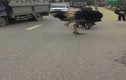 Video: Cặp đôi đà điểu rủ nhau “chạy điền kinh” trên xa lộ