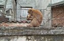 Video: Khỉ hoang “đại náo” phố cổ Hà Nội, leo đầu người... bắt chấy