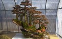 Mê mẩn loạt tuyệt tác rừng bonsai siêu đẹp