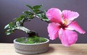 Mê tít những chậu bonsai chỉ một bông hoa