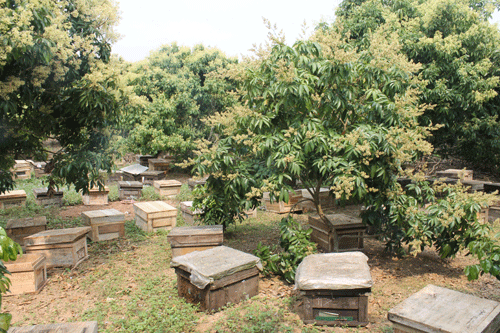Mùa mật ong tháng 3 “hái ra tiền” ở Bắc Giang