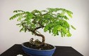 Mê mẩn loạt me bonsai mini đẹp hút mắt