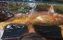 Một ngư dân Bến Tre bắt được cá “khủng” định giá 1 tỷ đồng
