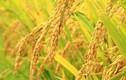 Tận mục giống gạo Bồ Nâu tiến vua chỉ có ở Hà Nội