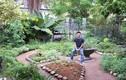 Ngắm vườn rau giữa phố xanh mướt của chàng trai Singapore 