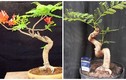 Mê tít những chậu bonsai hoa phượng đỏ