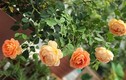 Mãn nhãn những vườn hoa đẹp như mơ của mẹ Việt ở Nhật