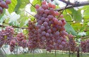 Mãn nhãn thiên đường trái cây “hốt bạc” ở Nhật Bản
