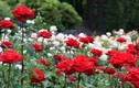 Ngắm vườn hồng hàng nghìn gốc đẹp mê hồn ở Nhật Bản