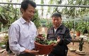 "Ngả mũ" thú chơi lan rừng có một không hai của đại gia Việt