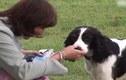 Video: Chú chó biết phát hiện bệnh ung thư, cứu sống chủ nhân một cách thần kỳ