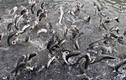 Đàn cá kỳ lạ nhất Việt Nam: Hô 1 tiếng cả ngàn con bay lên nhảy múa