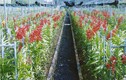Thăm vựa lan lớn nhất nước trên vùng “đất thép” Củ Chi