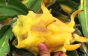 4 trái cây Việt màu độc lạ gây sốt thị trường