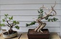 Loạt bonsai gỗ lũa đẹp khó rời mắt