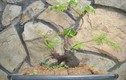 Mê tít những chậu khế bonsai mini siêu đẹp