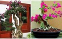 Mãn nhãn loạt bonsai hoa giấy đẹp hút hồn