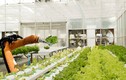 Xem robot hái rau quả thay người trong nông trại "độc nhất vô nhị"