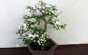 Trang trí nhà với bonsai mai chiếu thủy mini dáng độc