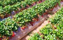 "Mục sở thị" trồng dâu tây ở Australia trước scandal kim khâu gây chấn động