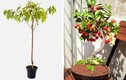 Cách trồng 8 loại cây ăn quả bằng hạt cho vườn nhà phố