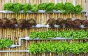 Cách trồng rau trên tường tiết kiệm không gian cho nhà phố