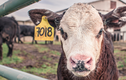 Cận cảnh nguồn gốc thịt bò Tây Ban Nha đang “gây sốt” ở Việt Nam