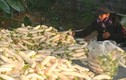 Mùa thu hoạch “nhân sâm trắng” lãi tiền triệu ở Nghệ An