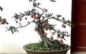 Hồng đá bonsai - Mốt chơi cây cảnh tiền tỷ Tết Kỷ Hợi 2019