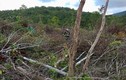 Điều tra vụ án phá rừng 30 nghìn m2 ở Gia Lai