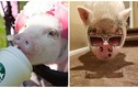 Độc dị lợn sang chảnh: xài hàng hiệu, du lịch khắp thế giới