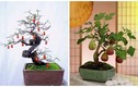 Mãn nhãn loạt bonsai có trái chơi Tết cực độc